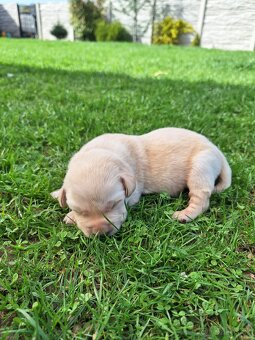 Labrador šteniatka rezervácia,už iba psík je voľný - 2