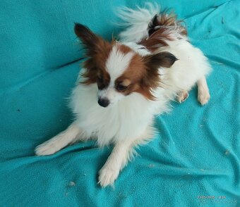 Papillon s PP - 2