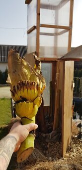 Bananovník,banan musa dajaio - 2