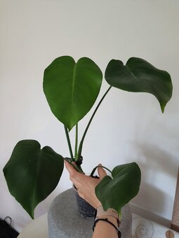 Monstera deliciosa - 2