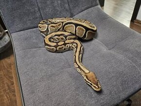 Python královský – python regius - 2