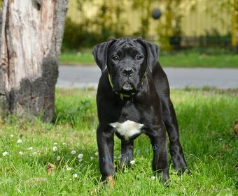 Cane Corso s PP (FCI) - 2