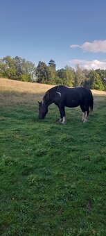 Kobyla, 10 rokov - 2