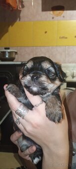 Predám yorsirou malinkeho vzrastu - 2