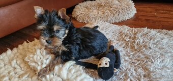 yorkshire terier - 2