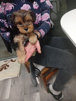 Yorkshire teriér šteniatko na predaj - 2