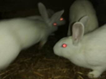 Predám králiky hyla - 2