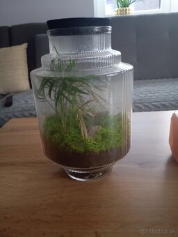 Rastlinné terarium - 2