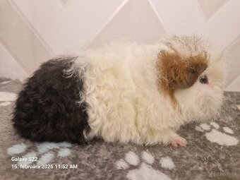 Morčatá s PP - samci - 2