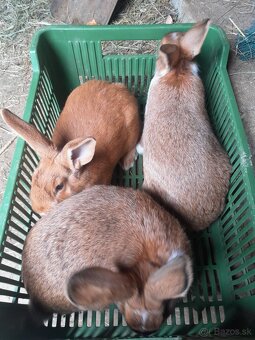 Predám samice - 2