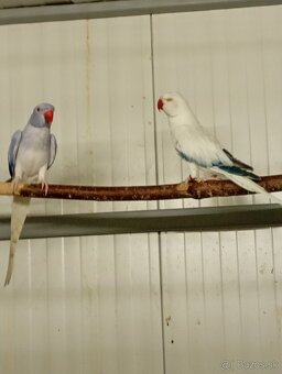 Alexander malý opalin HCH - 2