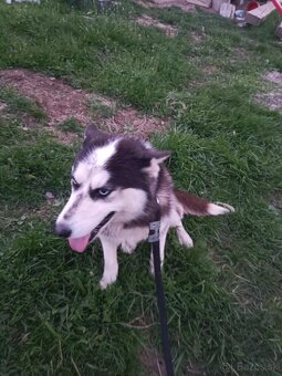 Sibírsky husky fenka ( neni cistokrvna ) - 2