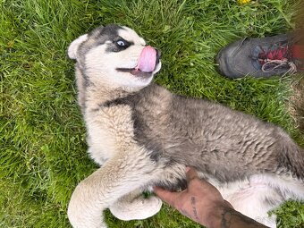 Sibírsky Husky - 2