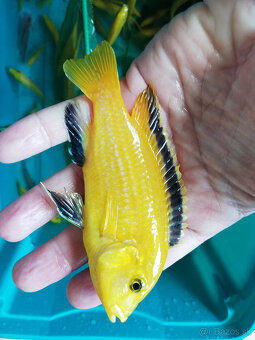 Aulonocara , labidochromis yellow , cyrtocara moorii.. - 2