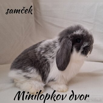 Minilop mláďatká - 2