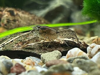 Predám mini ráčikov cambarellus demitus - 2