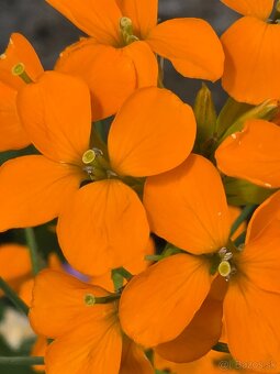 Erysimum - 2