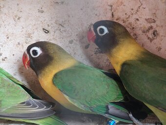 Predám agapornis - 2