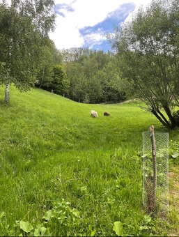 Quessantská miniovečka - 2