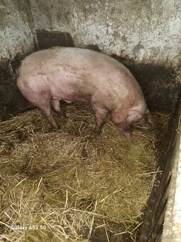 Predam prasta 200 kg váha - 2