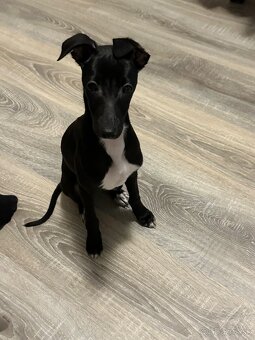 Taliansky chrtík - 2