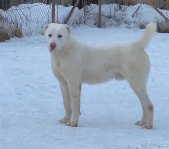 Predám Sao Stredoázijský Ovčiak Alabaj - 2