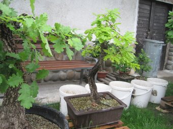 bonsai,bonsaj-DUB 2 - 2