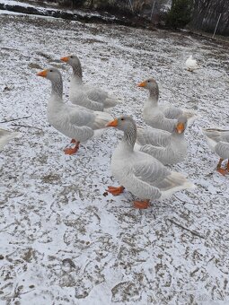 Husi franské, francke - 2