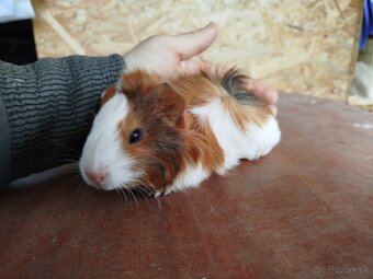 Morské prasiatko - morča - 2