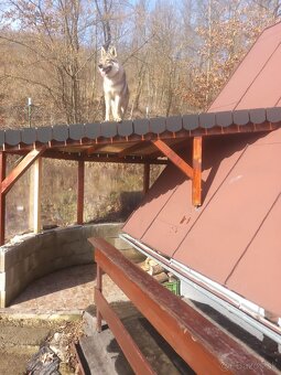 Československý vlčiak - 2