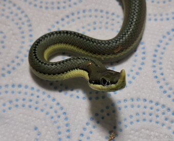 Philodryas baroni - 2