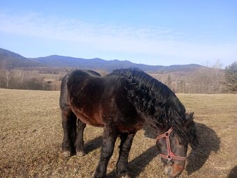 Predám ťažného koňa - 2