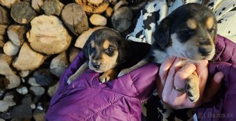 Jazvečik kratkosrsty - 2