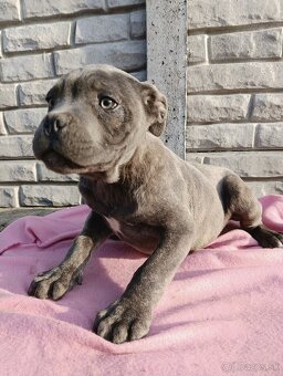 Cane Corso šteniatko - 2