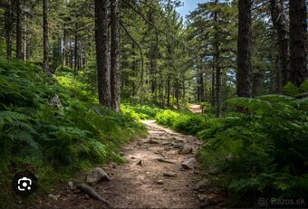 Mam záujem o hličnatý les. - 2