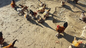 Kohút liliputky - 2