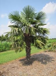 Palma Trachycarpus fortunei semená 10 ks - 2