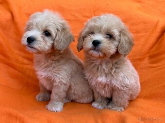 Predám MALTIPOO - 2
