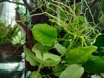 Set zabehnutého akvaria - 2