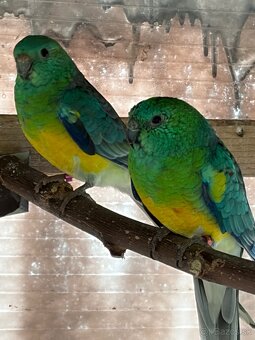 Papagáj spevavý - 2