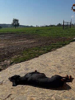 Predám dobermana - 2