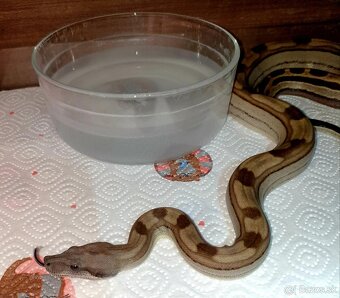 Veľhad královský Boa Constrictor - 2
