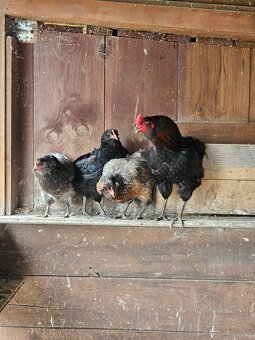Araucana 3+1 - 2