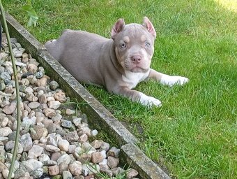 American bully pocket - 2