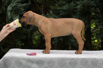 rhodesian ridgeback s PP nestandartni pejsek 🩷 - - 2