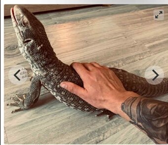Varanus exanthematicus - 2