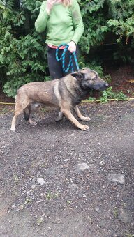 Nemecký belgický ovciak - 2