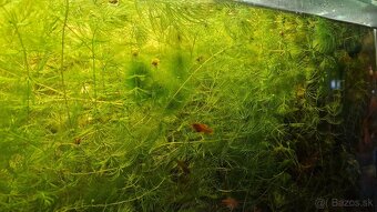 Darujem ,plávajúce rastlinky rožkatec - 2