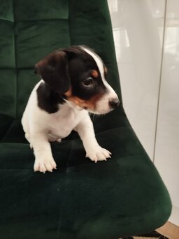 Jack Russel terier - 2
