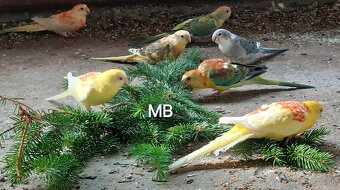 Papagaje spevavé - 2